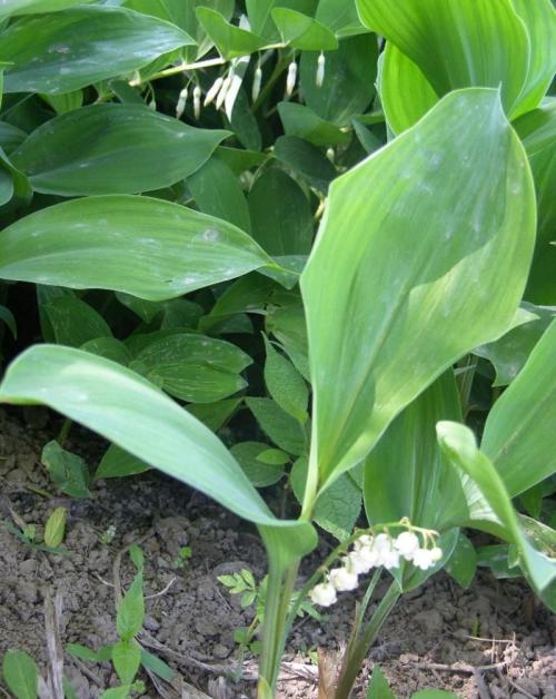 ºÚÁú½ºÚºÓ¹«²¼2ÀýÈ·Õï1ÀýÎÞÖ¢×´¸ÐȾÕßÐг̹켣