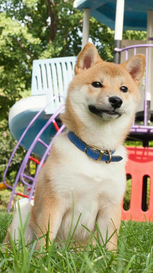 Íâ½»²¿£ºÖйú¸ß¶ÈÖØÊÓйÚÒßÃ簲ȫÐÔºÍÓÐЧÐÔ